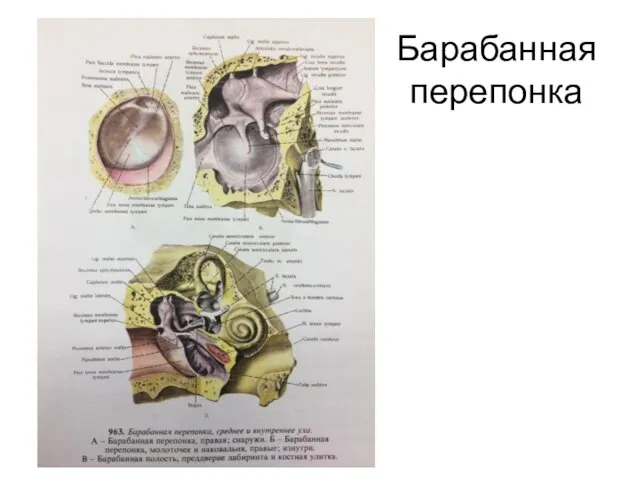 Барабанная перепонка