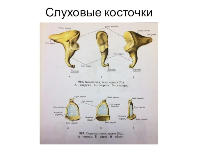 Слуховые косточки