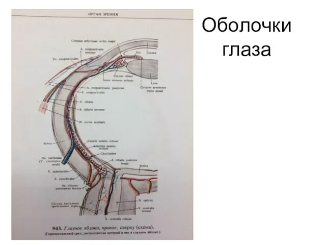 Оболочки глаза