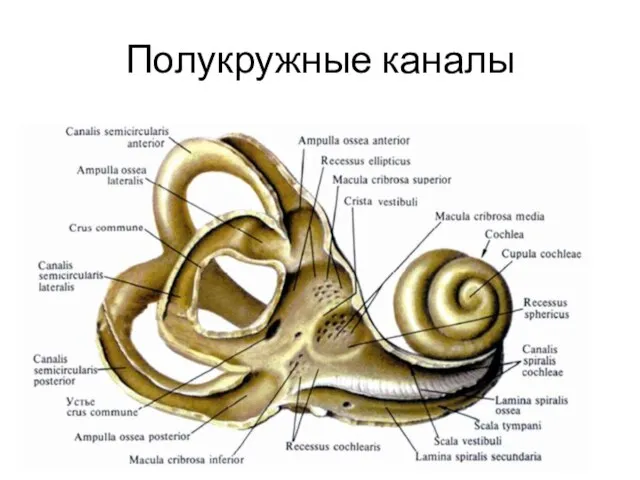 Полукружные каналы