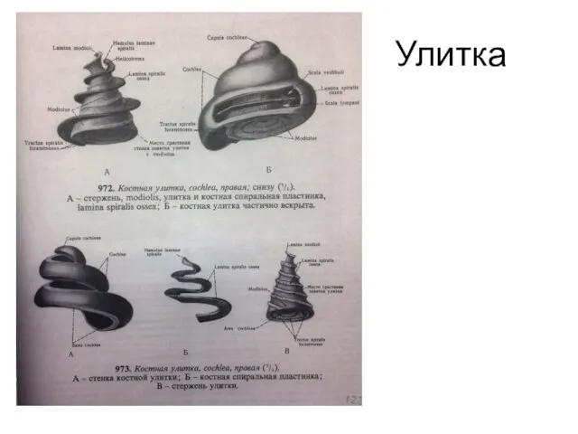 Улитка