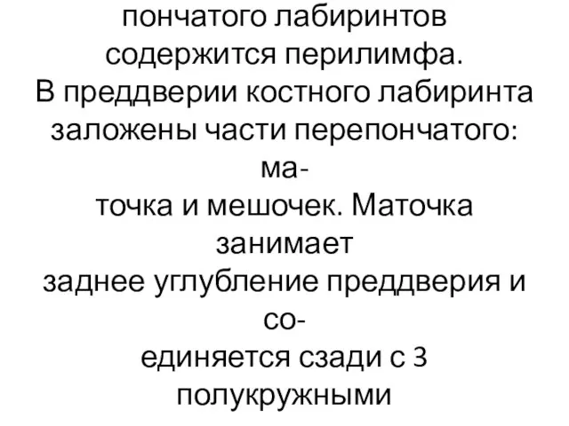 Между стенками костного и пере- пончатого лабиринтов содержится перилимфа. В преддверии