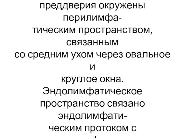 Мешочек соединяется с перепонча- тым ходом улитки. Оба мешочка преддверия окружены