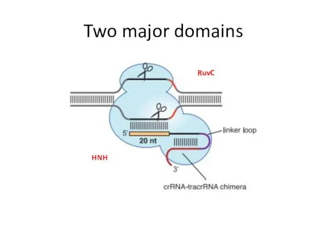 Two major domains RuvC HNH