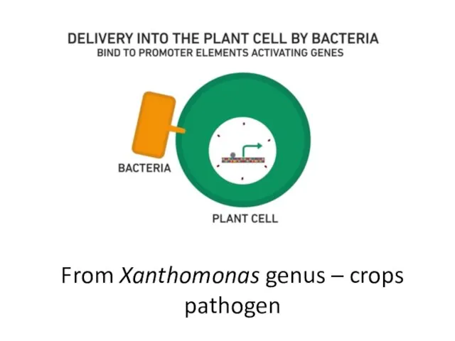 From Xanthomonas genus – crops pathogen