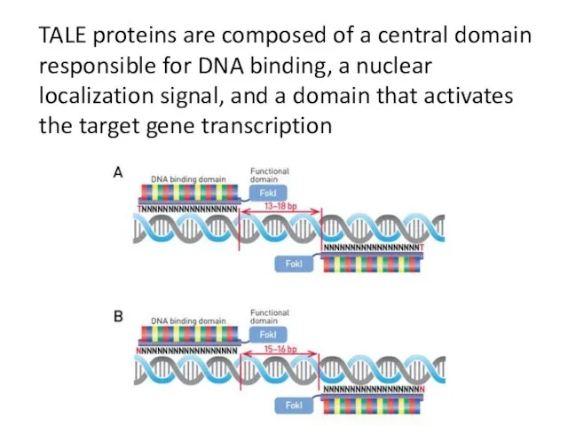 TALE proteins are composed of a central domain responsible for DNA