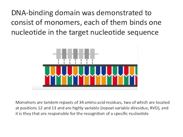DNA-binding domain was demonstrated to consist of monomers, each of them