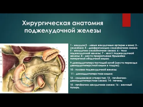 Хирургическая анатомия поджелудочной железы 1 - желудок;2 - левые желудочные артерия