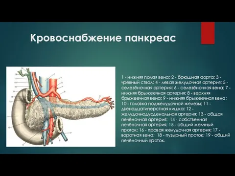 Кровоснабжение панкреас 1 - нижняя полая вена; 2 - брюшная аорта;