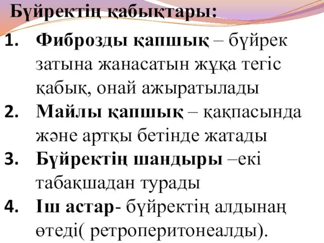 Бүйректің қабықтары: Фиброзды қапшық – бүйрек затына жанасатын жұқа тегіс қабық,