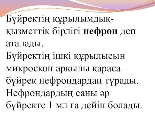 Бүйректің құрылымдық- қызметтік бірлігі нефрон деп аталады. Бүйректің ішкі құрылысын микроскоп