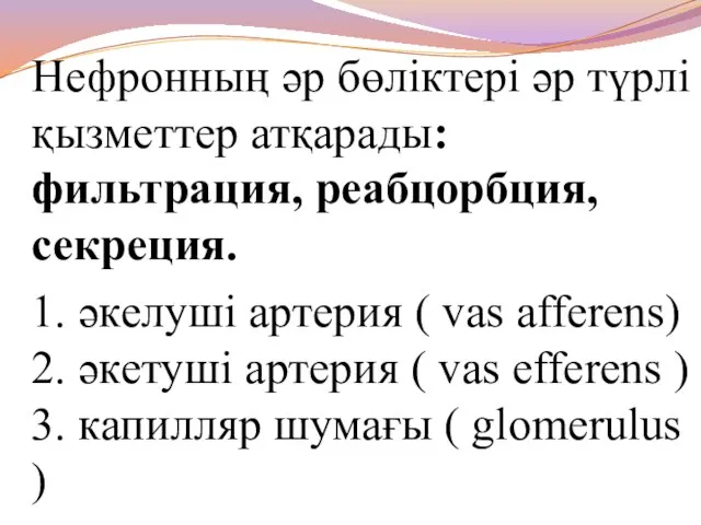 Нефронның әр бөліктері әр түрлі қызметтер атқарады: фильтрация, реабцорбция, секреция. 1.