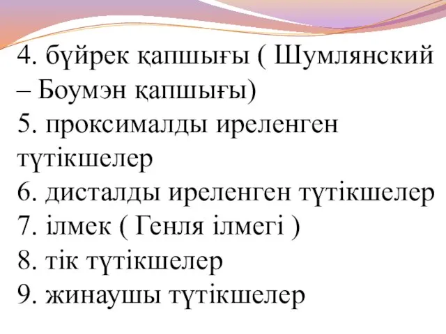 4. бүйрек қапшығы ( Шумлянский – Боумэн қапшығы) 5. проксималды иреленген