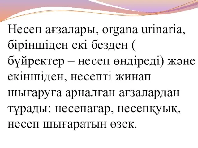 Несеп ағзалары, organa urinaria, біріншіден екі безден ( бүйректер – несеп