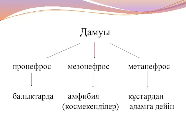 Дамуы пронефрос мезонефрос метанефрос балықтарда амфибия құстардан (қосмекенділер) адамға дейін