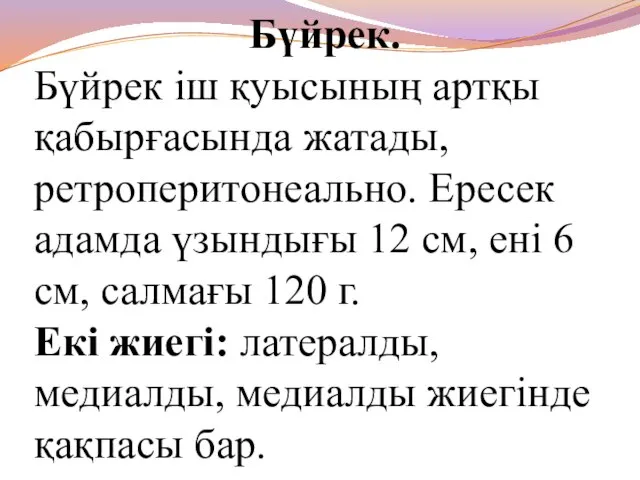 Бүйрек. Бүйрек іш қуысының артқы қабырғасында жатады, ретроперитонеально. Ересек адамда үзындығы