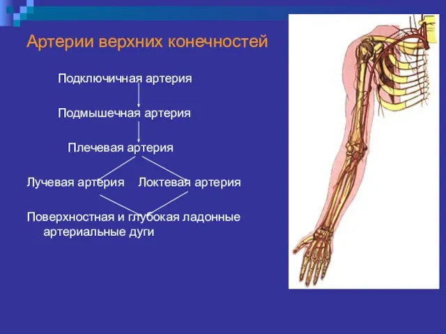 Артерии верхних конечностей Подключичная артерия Подмышечная артерия Плечевая артерия Лучевая артерия