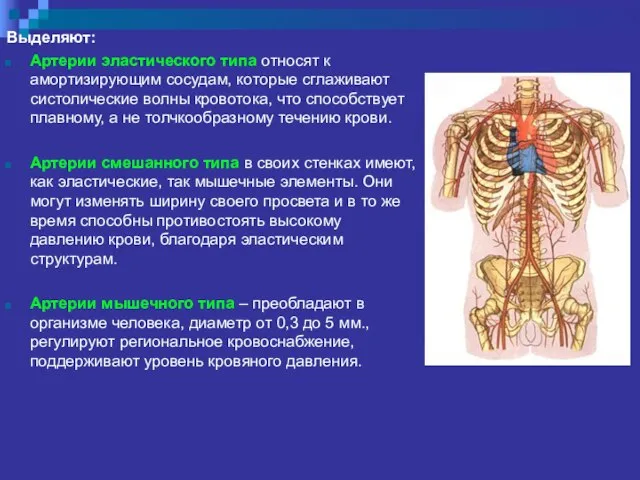 Выделяют: Артерии эластического типа относят к амортизирующим сосудам, которые сглаживают систолические