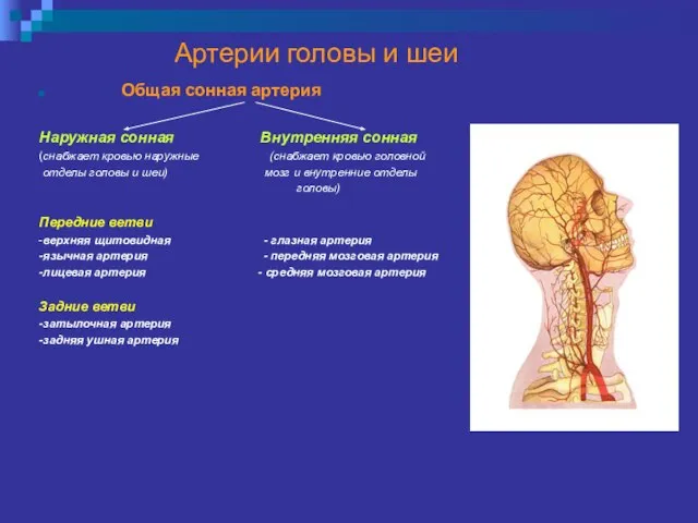 Артерии головы и шеи Общая сонная артерия Наружная сонная Внутренняя сонная