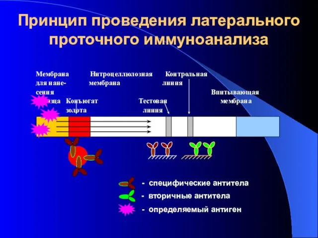 Принцип проведения латерального проточного иммуноанализа Мембрана Нитроцеллюлозная Контрольная для нане- мембрана