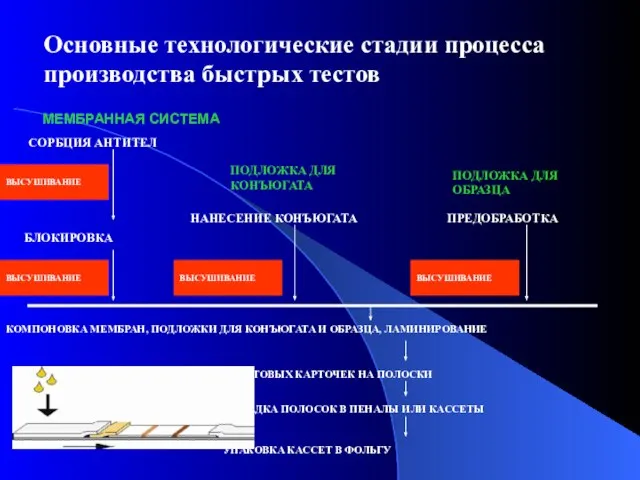 МЕМБРАННАЯ СИСТЕМА ПОДЛОЖКА ДЛЯ КОНЪЮГАТА ПОДЛОЖКА ДЛЯ ОБРАЗЦА СОРБЦИЯ АНТИТЕЛ ВЫСУШИВАНИЕ