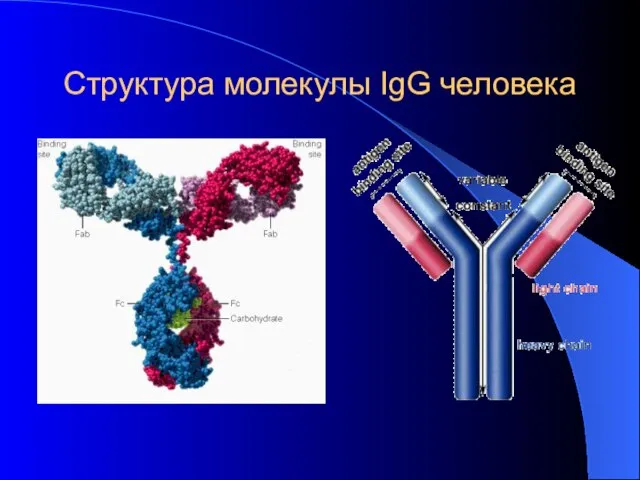 Структура молекулы IgG человека