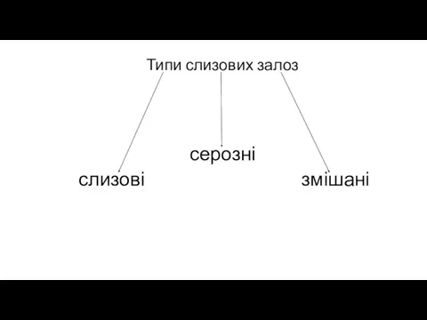 Типи слизових залоз серозні слизові змішані