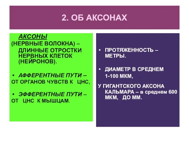 2. ОБ АКСОНАХ АКСОНЫ (НЕРВНЫЕ ВОЛОКНА) – ДЛИННЫЕ ОТРОСТКИ НЕРВНЫХ КЛЕТОК