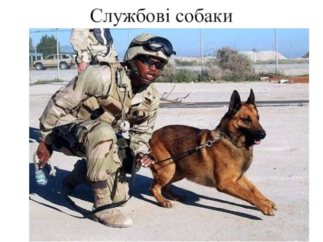 Службові собаки