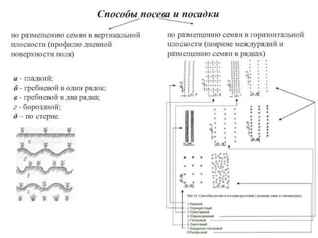 Способы посева и посадки по размещению семян в вертикальной плоскости (профилю