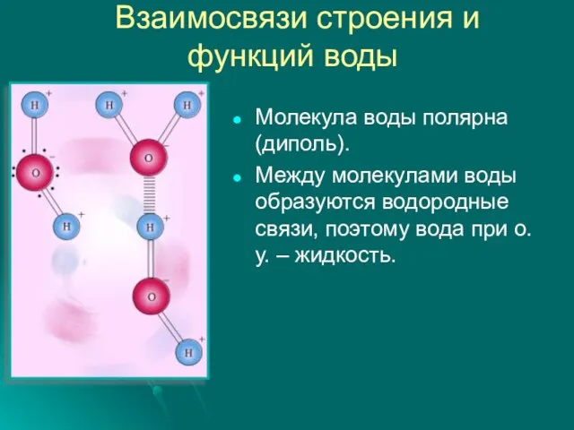 Взаимосвязи строения и функций воды Молекула воды полярна (диполь). Между молекулами