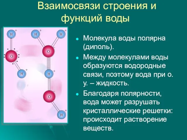 Взаимосвязи строения и функций воды Молекула воды полярна (диполь). Между молекулами