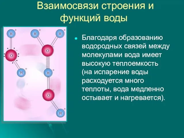 Взаимосвязи строения и функций воды Благодаря образованию водородных связей между молекулами