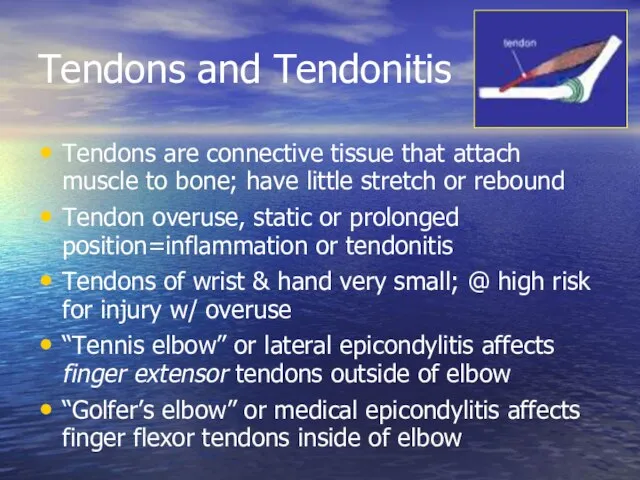 Tendons and Tendonitis Tendons are connective tissue that attach muscle to