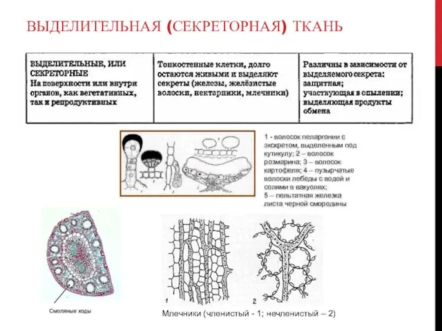 ВЫДЕЛИТЕЛЬНАЯ (СЕКРЕТОРНАЯ) ТКАНЬ Млечники (членистый - 1; нечленистый – 2)