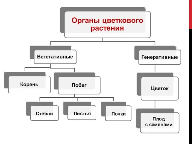 Плод с семенами Стебли Листья Почки