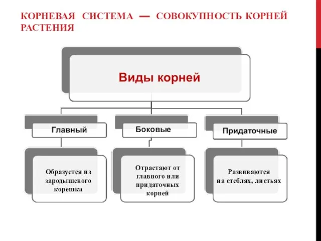 КОРНЕВАЯ СИСТЕМА — СОВОКУПНОСТЬ КОРНЕЙ РАСТЕНИЯ Боковые Образуется из зародышевого корешка