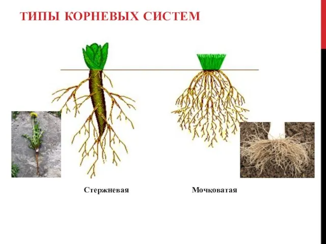 ТИПЫ КОРНЕВЫХ СИСТЕМ Стержневая Мочковатая