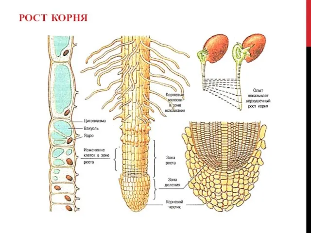 РОСТ КОРНЯ