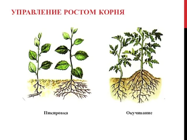 УПРАВЛЕНИЕ РОСТОМ КОРНЯ Пикировка Окучивание