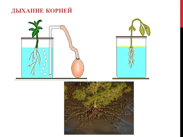 ДЫХАНИЕ КОРНЕЙ