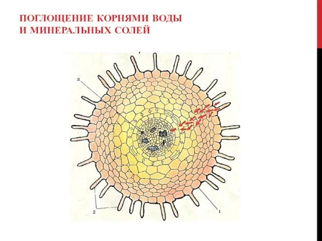 ПОГЛОЩЕНИЕ КОРНЯМИ ВОДЫ И МИНЕРАЛЬНЫХ СОЛЕЙ