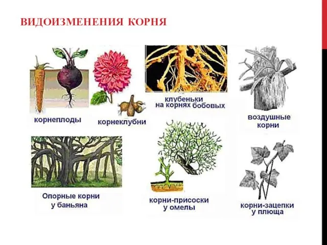 ВИДОИЗМЕНЕНИЯ КОРНЯ