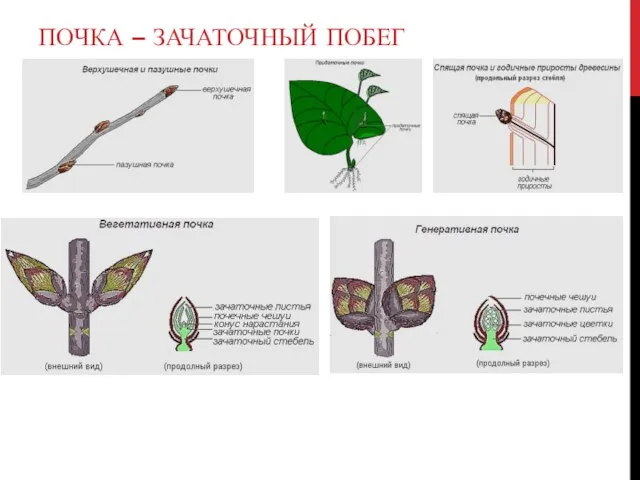 ПОЧКА – ЗАЧАТОЧНЫЙ ПОБЕГ