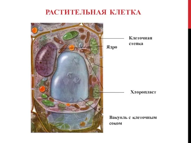 РАСТИТЕЛЬНАЯ КЛЕТКА Вакуоль с клеточным соком Ядро Хлоропласт Клеточная стенка