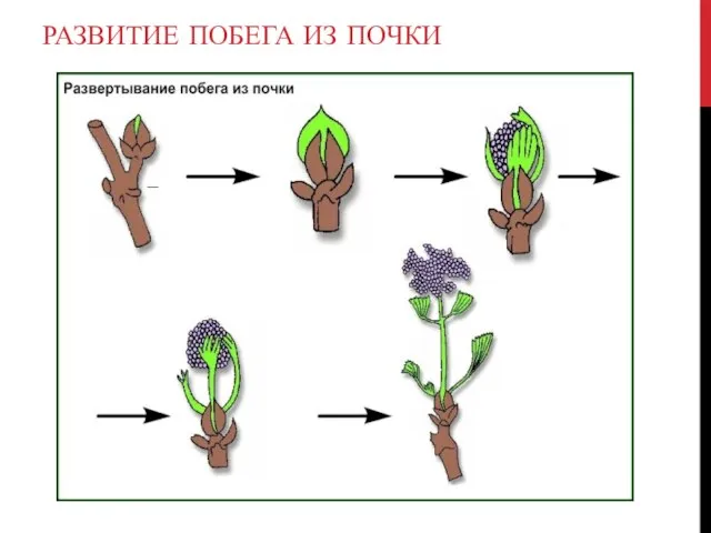 РАЗВИТИЕ ПОБЕГА ИЗ ПОЧКИ