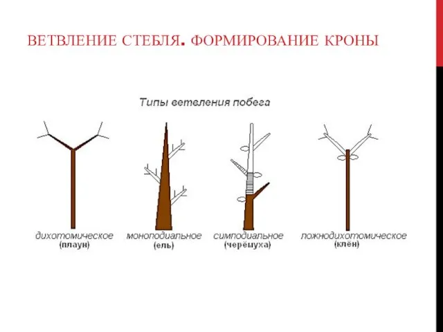 ВЕТВЛЕНИЕ СТЕБЛЯ. ФОРМИРОВАНИЕ КРОНЫ