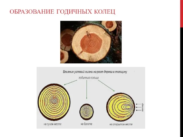 ОБРАЗОВАНИЕ ГОДИЧНЫХ КОЛЕЦ