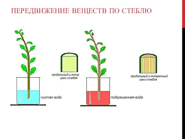 ПЕРЕДВИЖЕНИЕ ВЕЩЕСТВ ПО СТЕБЛЮ