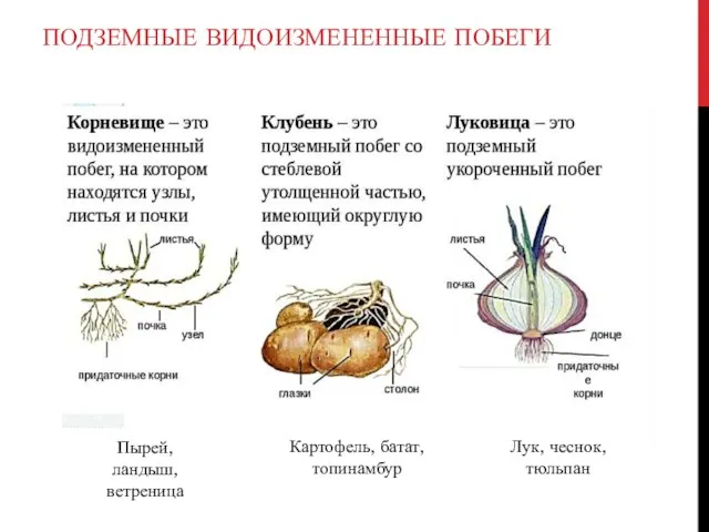 ПОДЗЕМНЫЕ ВИДОИЗМЕНЕННЫЕ ПОБЕГИ Пырей, ландыш, ветреница Картофель, батат, топинамбур Лук, чеснок, тюльпан